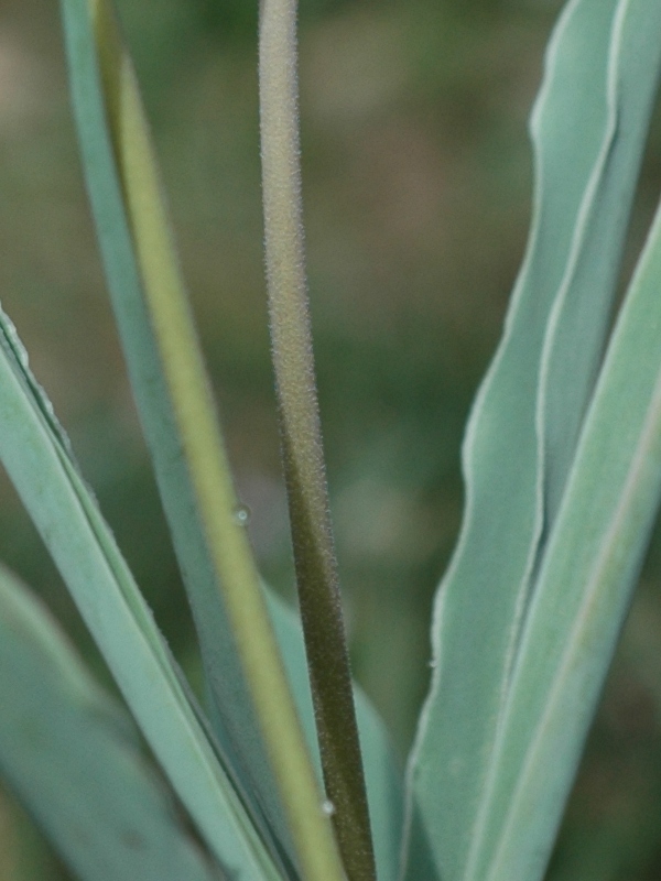 Image of Tulipa iliensis specimen.