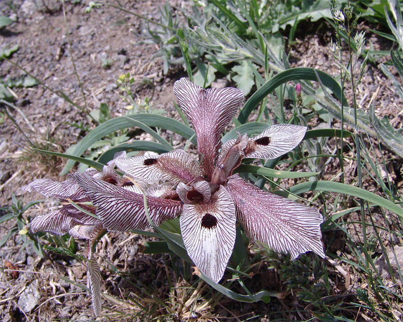 Image of Iris helena specimen.