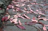 Photinia serratifolia. Опавшие листья (растение сбрасывает листья весной). Крым, Ялта, в культуре. 11 апреля 2012 г.