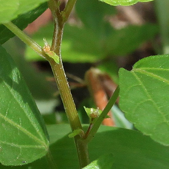 Изображение особи Acalypha australis.