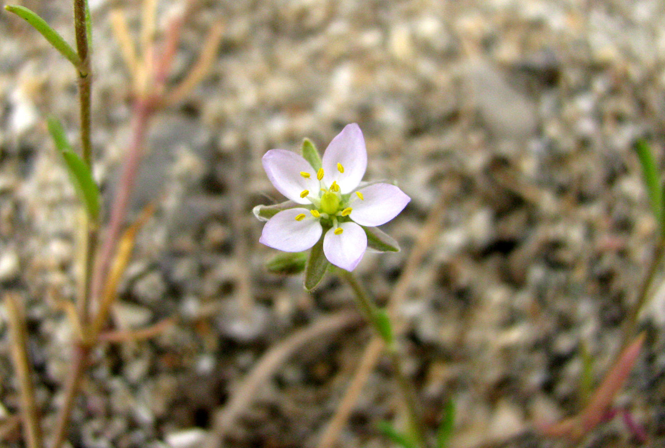 Image of Spergularia media specimen.