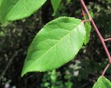 род Prunus