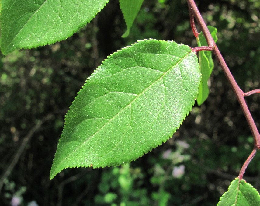 Изображение особи род Prunus.