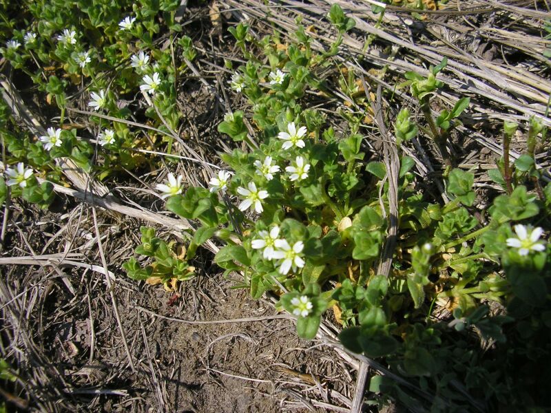 Изображение особи Cerastium holosteoides.