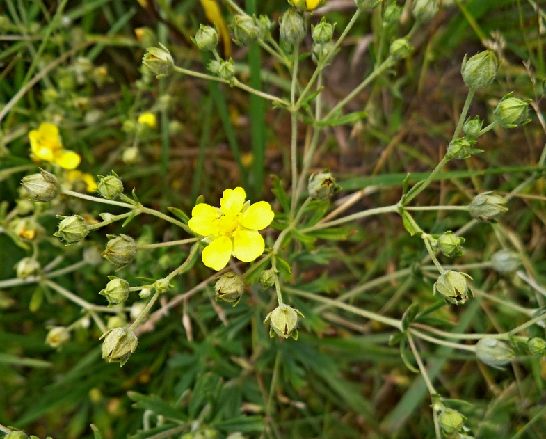 Image of Potentilla argentea specimen.