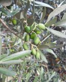 Olea europaea. Часть ветви с незрелыми плодами. Крым, г. Ялта, в культуре. 9 июля 2012 г.