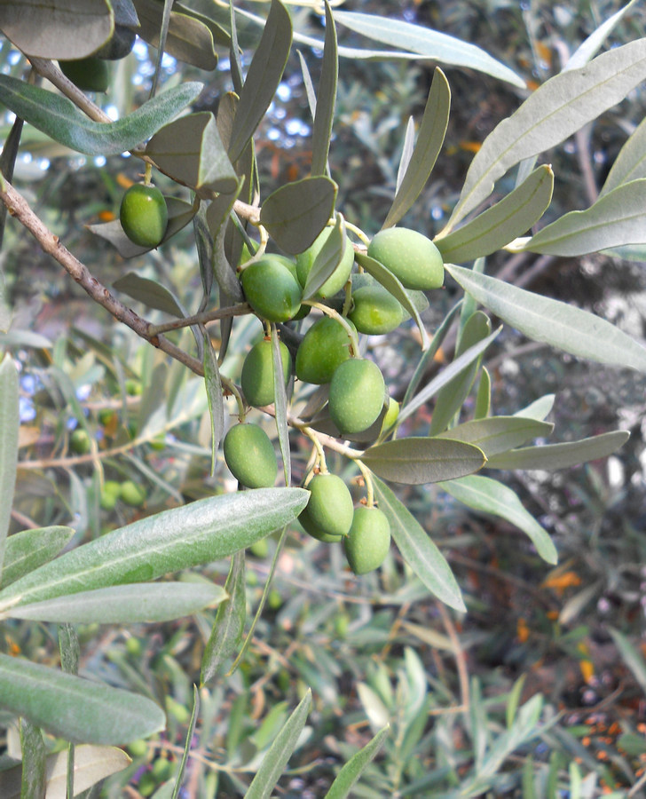 Image of Olea europaea specimen.