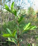 Salix myrsinifolia