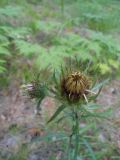 Carlina biebersteinii