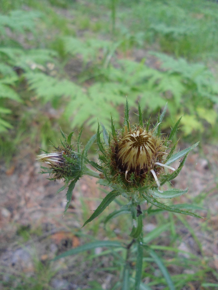 Image of Carlina biebersteinii specimen.