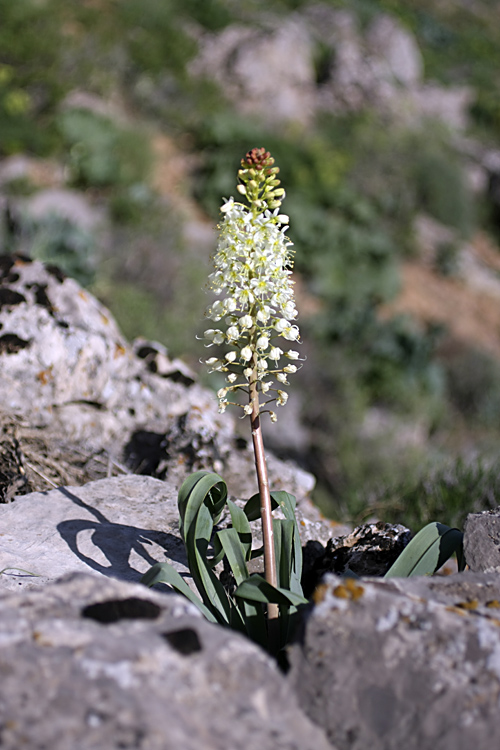 Изображение особи Eremurus lactiflorus.