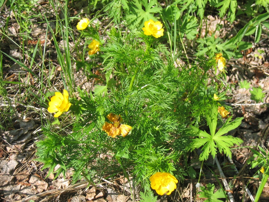 Image of Adonis apennina specimen.