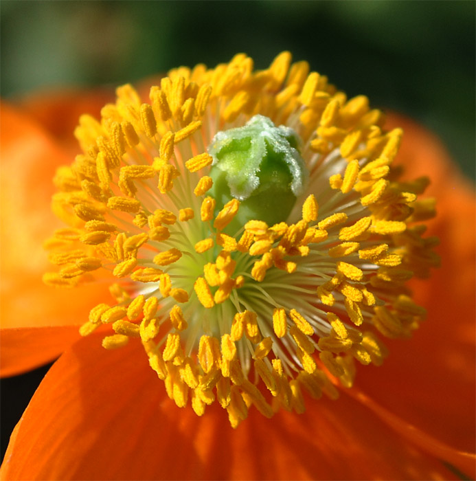 Image of Papaver oreophilum specimen.