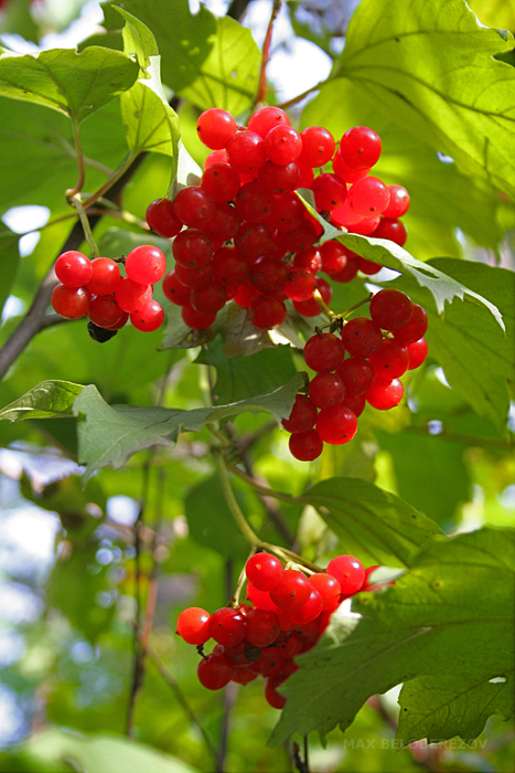 Image of Viburnum opulus specimen.