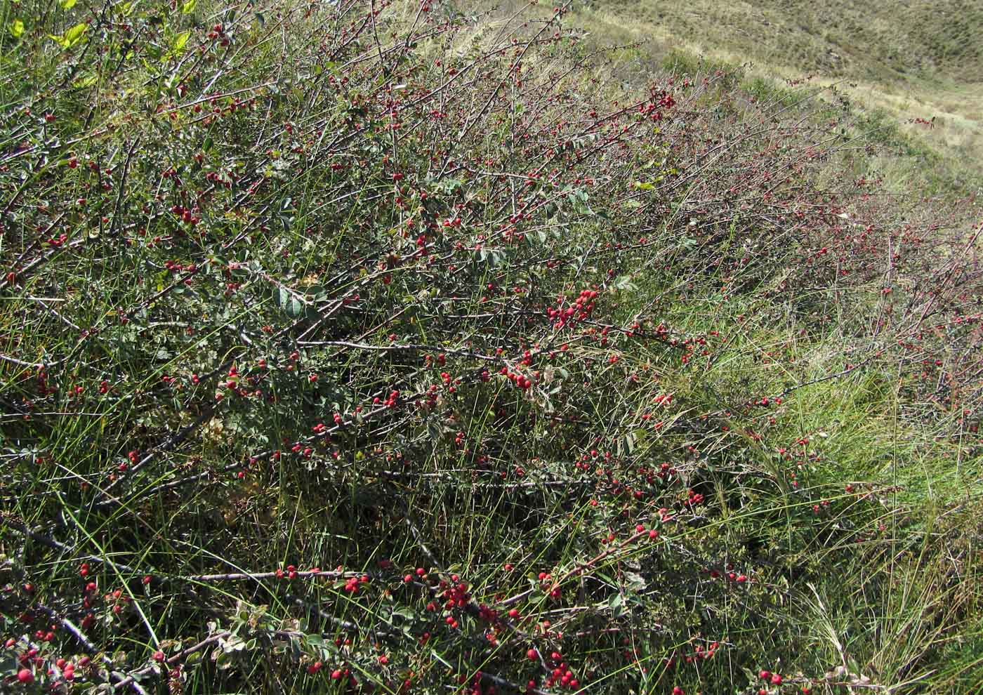 Изображение особи Cotoneaster oliganthus.