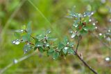 Vaccinium uliginosum