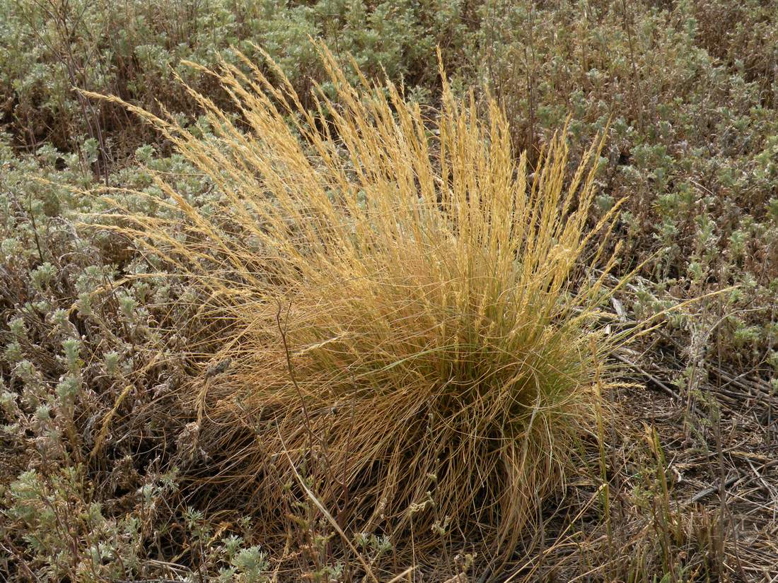 Image of Festuca valesiaca specimen.