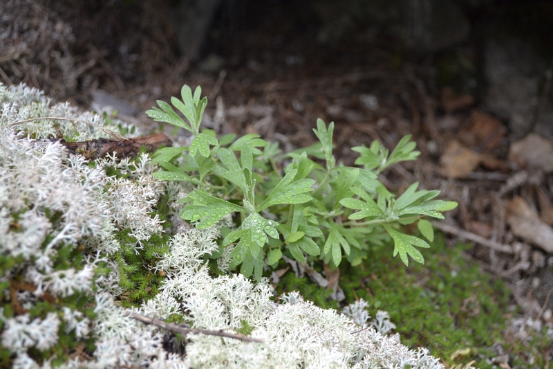 Image of Artemisia lagocephala specimen.