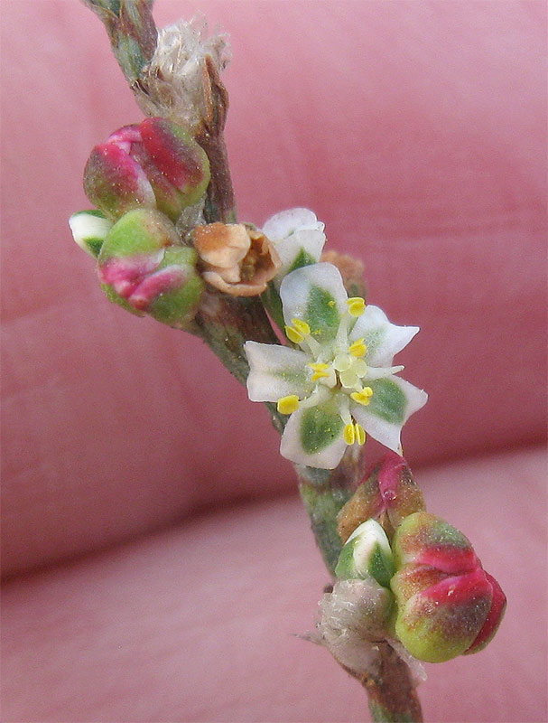 Image of Polygonum equisetiforme specimen.