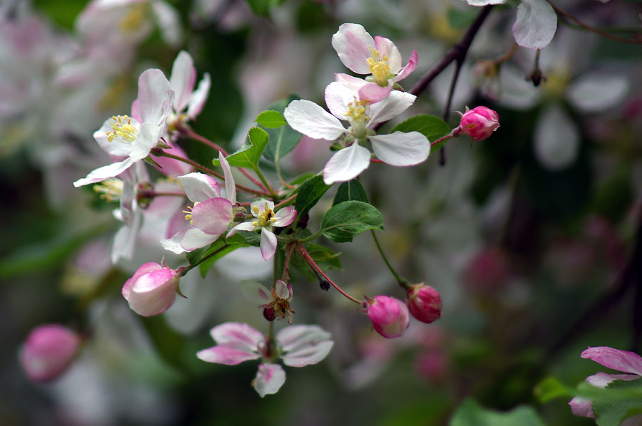 Изображение особи род Malus.