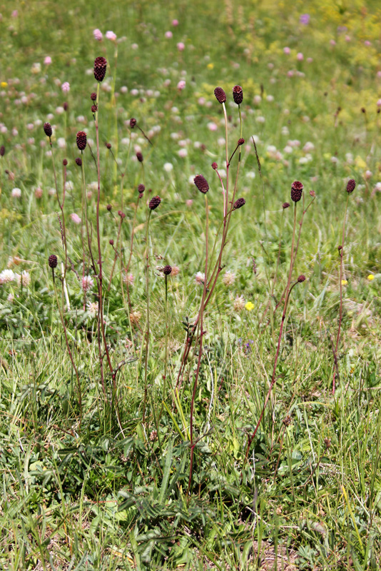 Изображение особи Sanguisorba officinalis.