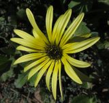 Arctotheca calendula. Соцветие. Испания, г. Валенсия, резерват Альбуфера (Albufera de Valencia), стабилизировавшаяся дюна. 6 апреля 2012 г.