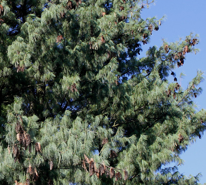 Image of Pinus wallichiana specimen.