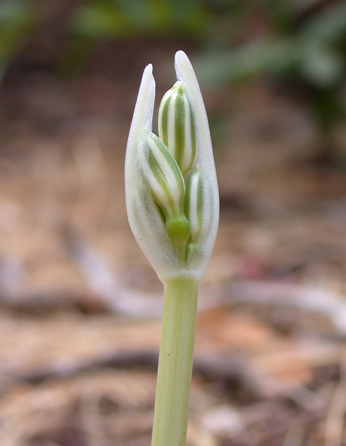 Изображение особи Vagaria parviflora.