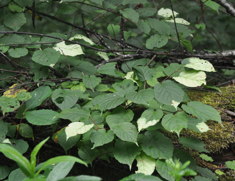 Изображение особи Actinidia kolomikta.