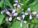 Chorispora tenella