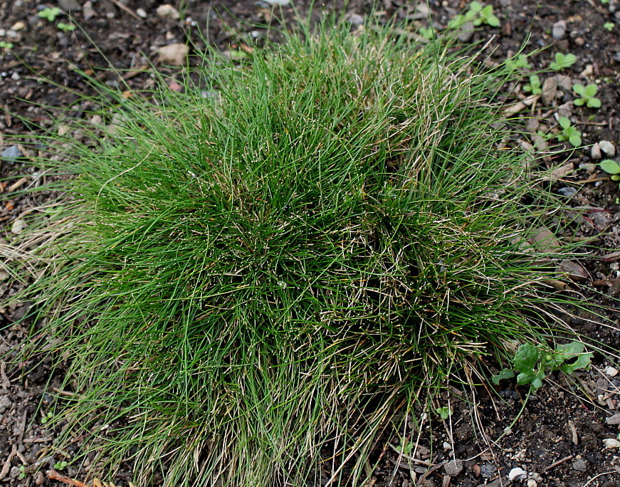 Изображение особи Festuca filiformis.