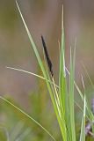 Carex acuta