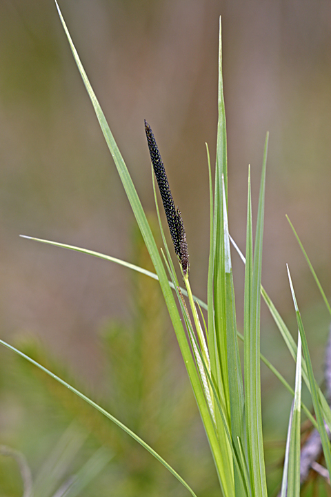 Изображение особи Carex acuta.