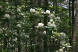 Rhododendron fauriei