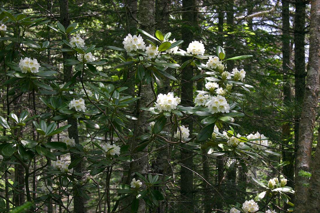 Image of Rhododendron fauriei specimen.