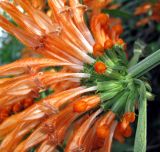 Leonotis leonurus. Соцветие. Франция, Приморские Альпы, г. Ментона, проспект Соспель, на ограде палисадника. 19.06.2012.