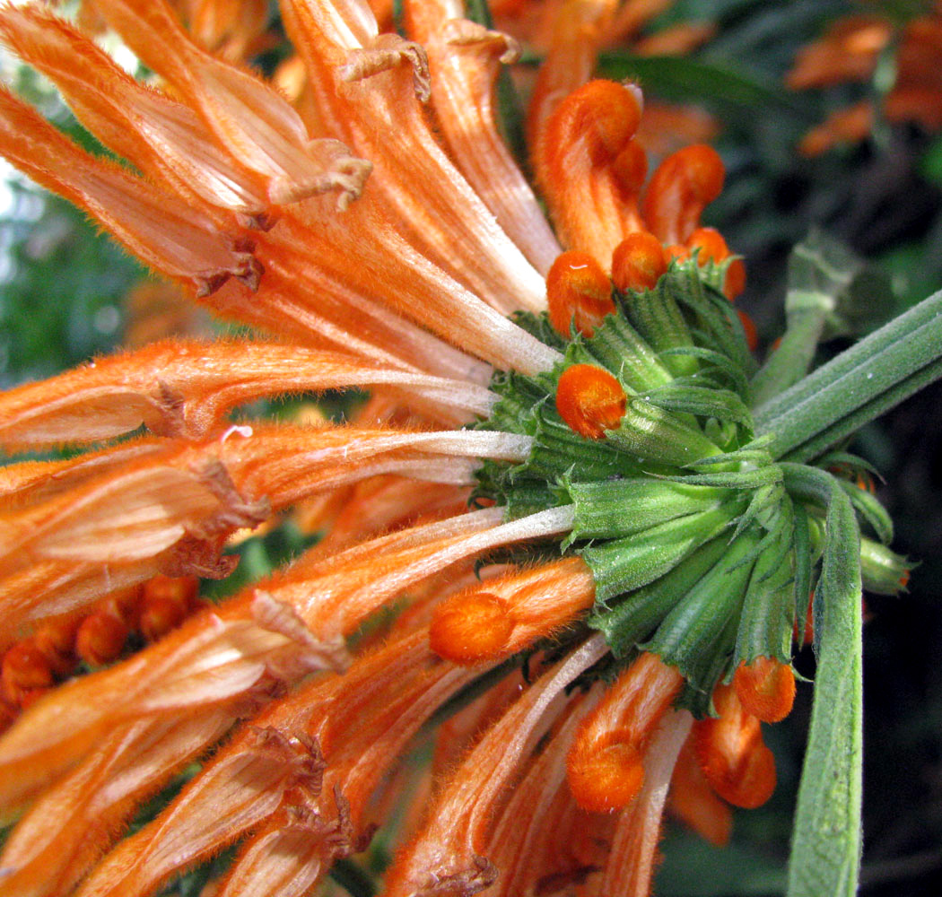 Изображение особи Leonotis leonurus.