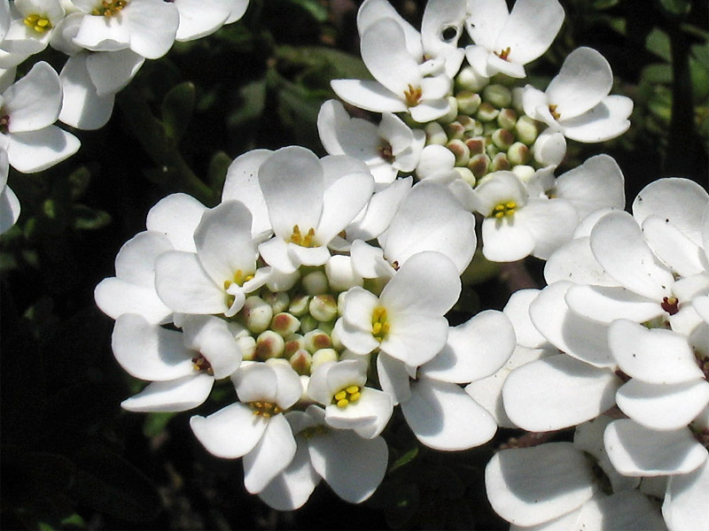 Image of Iberis sempervirens specimen.