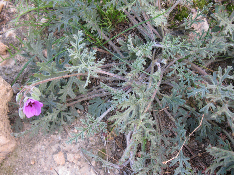 Изображение особи Erodium crassifolium.