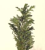 Chamaecyparis lawsoniana. Веточка, ' Elwoodii'. Германия, г. Кемпен, в частном саду. 06.02.2013.