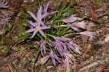 Colchicum stevenii