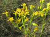 Senecio schwetzowii