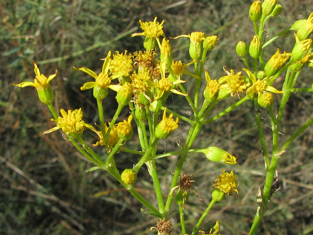 Изображение особи Senecio schwetzowii.