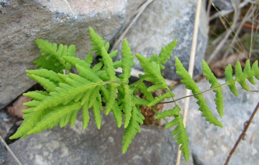 Изображение особи Gymnocarpium continentale.