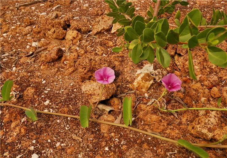 Image of Ipomoea pes-caprae specimen.