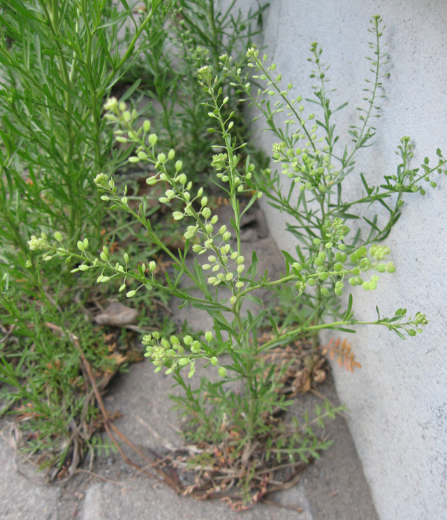 Image of Lepidium ruderale specimen.