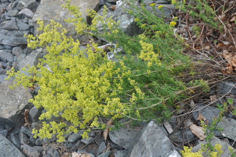 Image of Galium verum specimen.