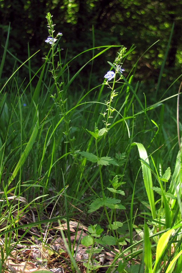 Image of Veronica vindobonensis specimen.