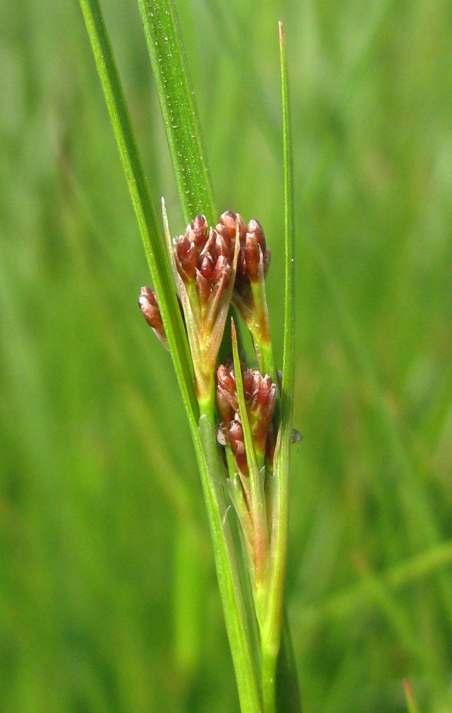 Изображение особи род Juncus.