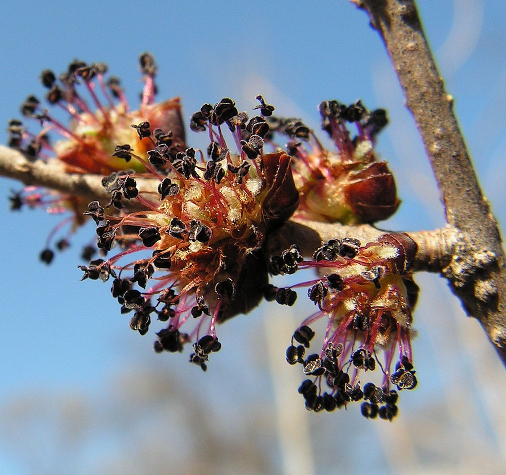 Изображение особи Ulmus japonica.